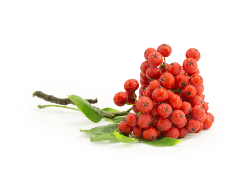 A&B Ingredients Introduces Rowanberry-based preservation solutions